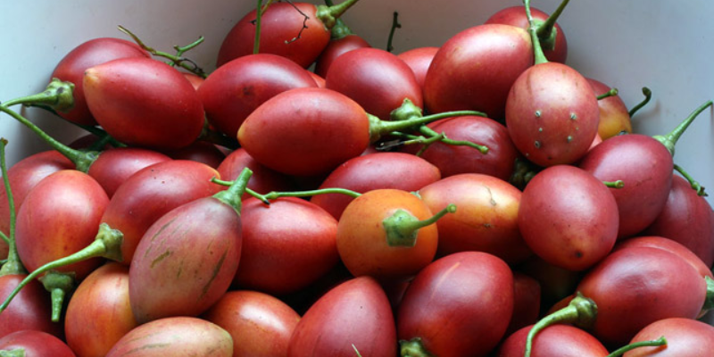 Quy trình gieo hạt và ươm cây