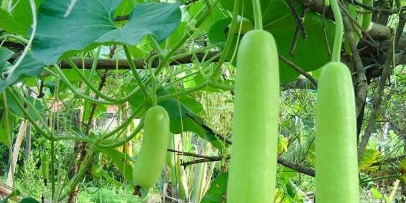Thụ phấn và phòng trừ sâu bệnh