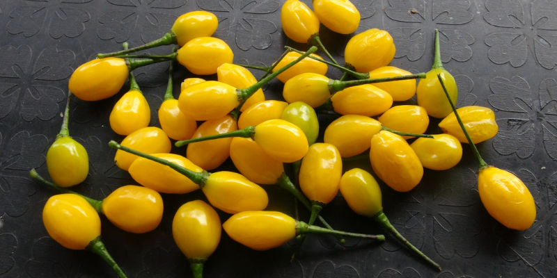 Tìm hiểu đặc điểm của ớt Aji Charapita