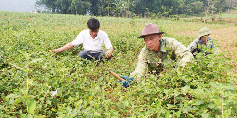 Tìm hiểu đặc điểm sinh trưởng của cà gai leo