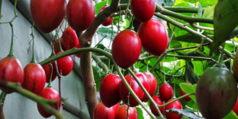 Tìm hiểu về cà chua bạch tuộc