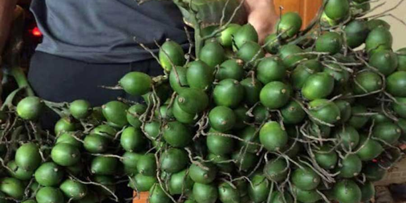 Tìm hiểu về đặc điểm cây cau