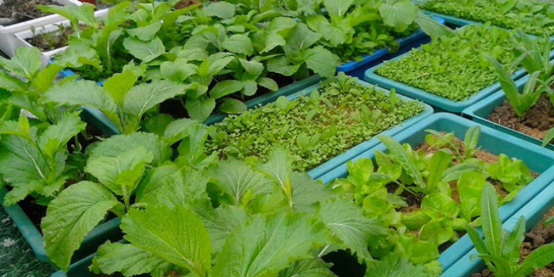 Tips chăm sóc rau trong chậu để luôn xanh tốt
