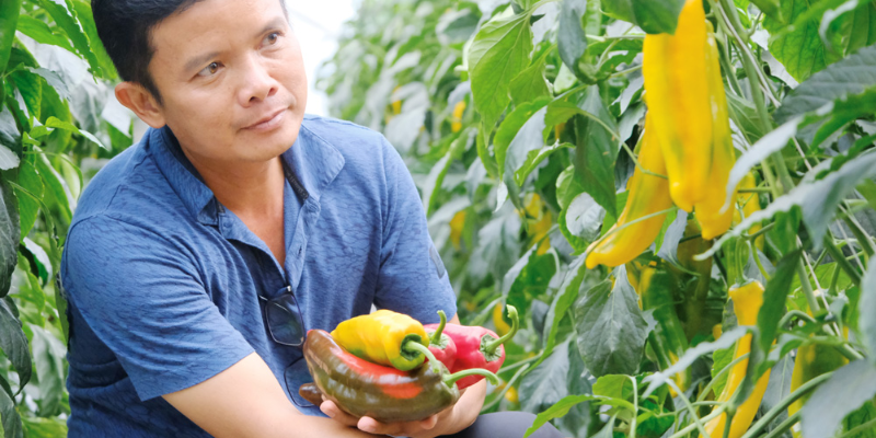 Từng bước trong cách trồng ớt đà lạt chi tiết