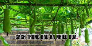 cách trồng bầu ra nhiều quả