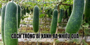 cách trồng bí xanh ra nhiều quả