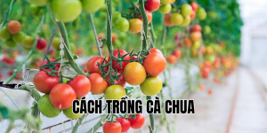 cách trồng cà chua