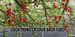 cách trồng cà chua bạch tuộc