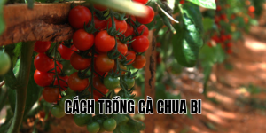 cách trồng cà chua bi