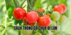 cách trồng cà chua bi lùn