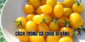 cách trồng cà chua bi vàng