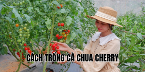 cách trồng cà chua cherry