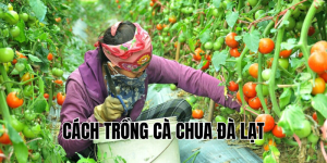 cách trồng cà chua đà lạt