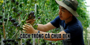 cách trồng cà chua đen