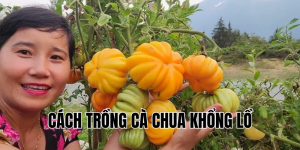cách trồng cà chua khổng lồ