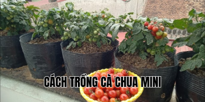 cách trồng cà chua mini