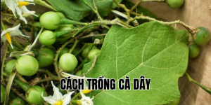 cách trồng cà dây