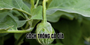 cách trồng cà dĩa