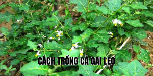 cách trồng cà gai leo