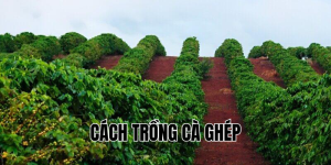 cách trồng cà ghép