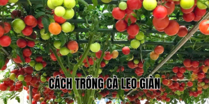 cách trồng cà leo giàn