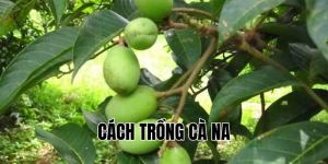 cách trồng cà na