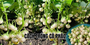 cách trồng cà pháo