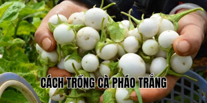 cách trồng cà pháo trắng