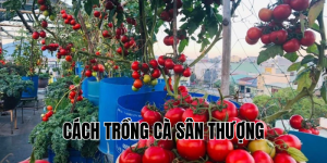 cách trồng cà sân thượng