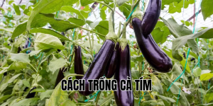 cách trồng cà tím