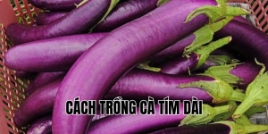 cách trồng cà tím dài