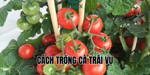 cách trồng cà trái vụ