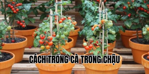 cách trồng cà trong chậu