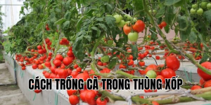 cách trồng cà trong thùng xốp