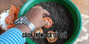 cách trồng cà từ quả
