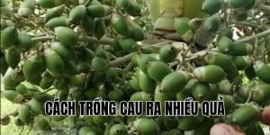 cách trồng cau ra nhiều quả
