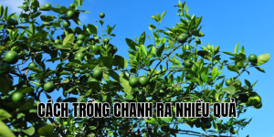 cách trồng chanh ra nhiều quả