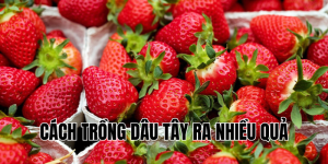 cách trồng dâu tây ra nhiều quả