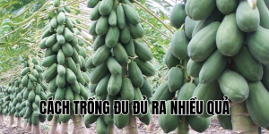 cách trồng đu đủ ra nhiều quả