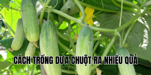 cách trồng dưa chuột ra nhiều quả