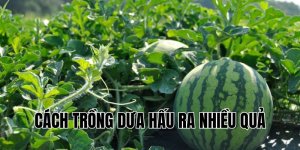 cách trồng dưa hấu ra nhiều quả