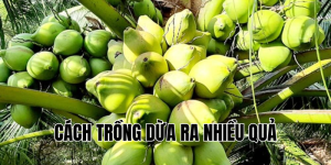 cách trồng dừa ra nhiều quả