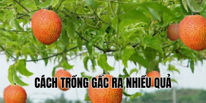cách trồng gấc ra nhiều quả