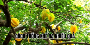 cách trồng khế ra nhiều quả
