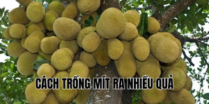 cách trồng mít ra nhiều quả
