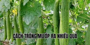 cách trồng mướp ra nhiều quả