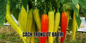 cách trồng ớt ba tri