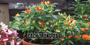 cách trồng ớt bi
