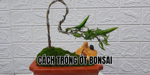 cách trồng ớt bonsai