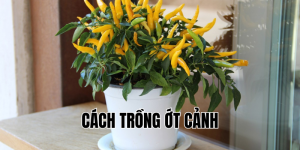 cách trồng ớt cảnh